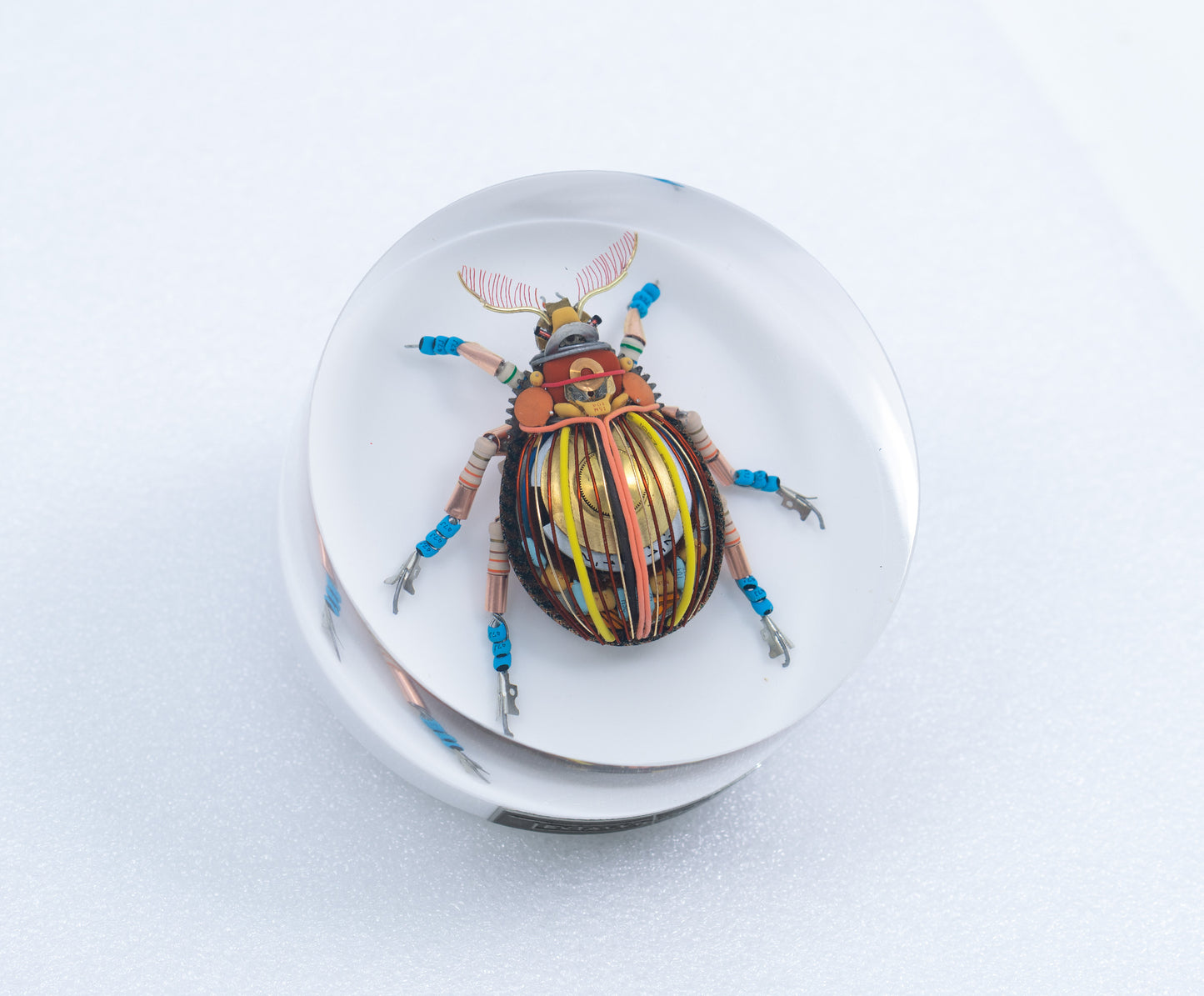 Gold Cymbal Beetle, 2026