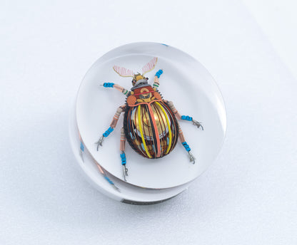 Gold Cymbal Beetle, 2026