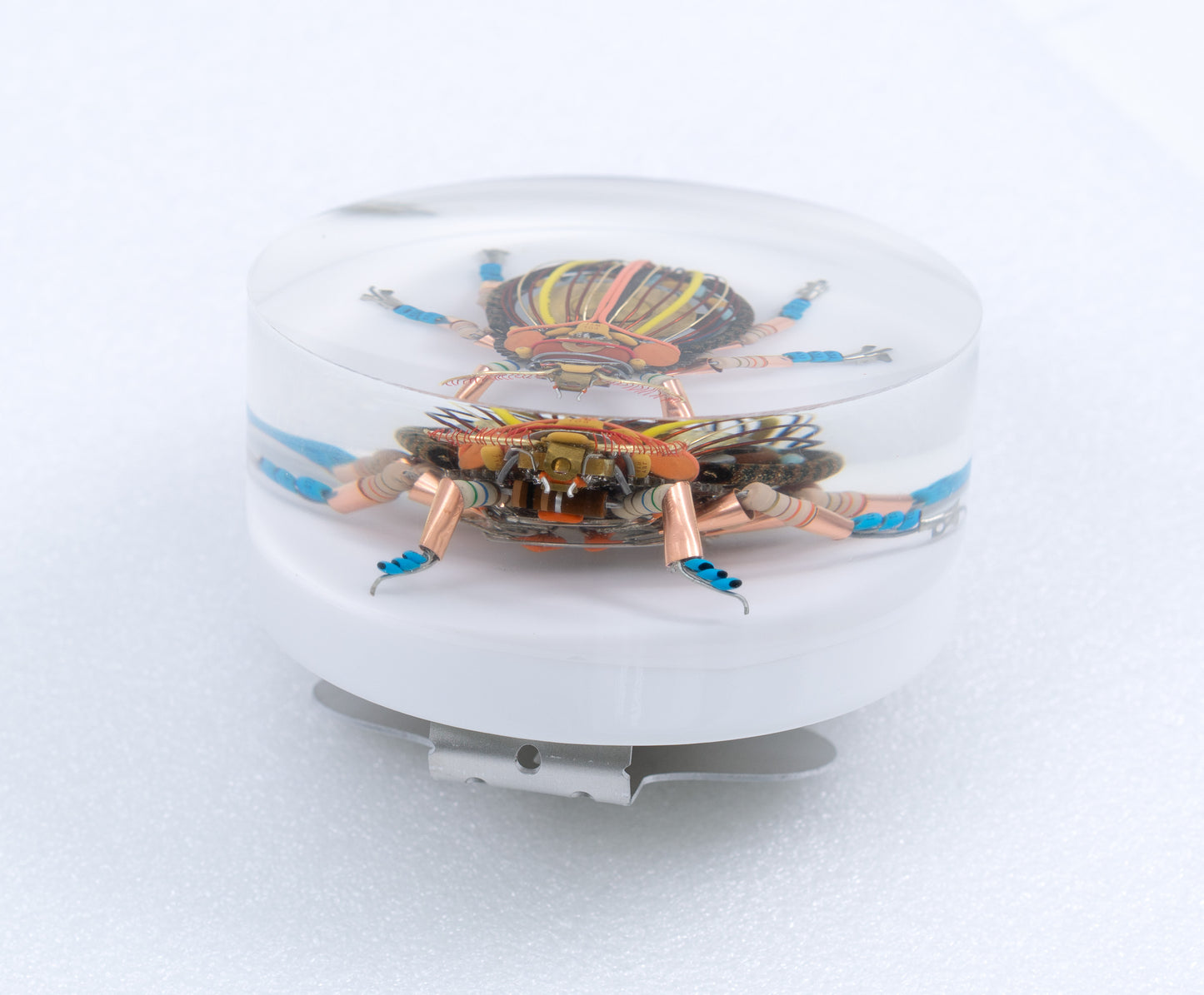 Gold Cymbal Beetle, 2026