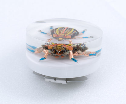 Gold Cymbal Beetle, 2026