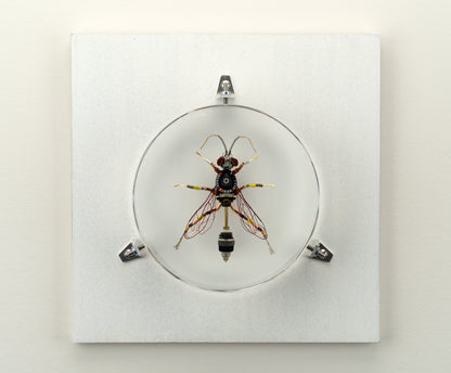 Dauber Wasp, 2023