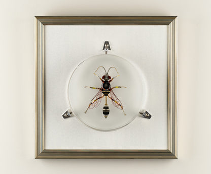 Dauber Wasp, 2023