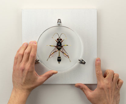 Dauber Wasp, 2023