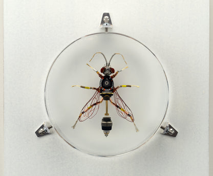 Dauber Wasp, 2023