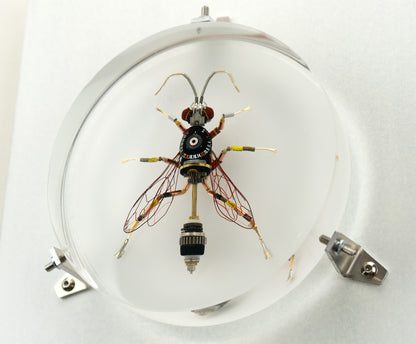 Dauber Wasp, 2023