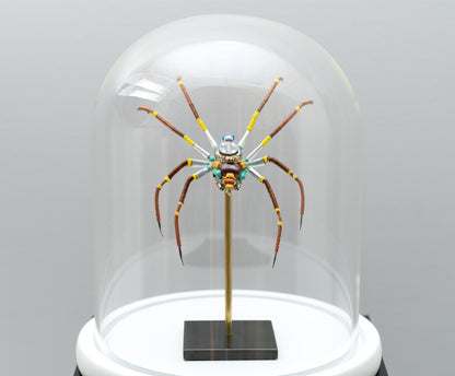 Citrus Megarachne, 2025