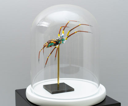 Citrus Megarachne, 2025