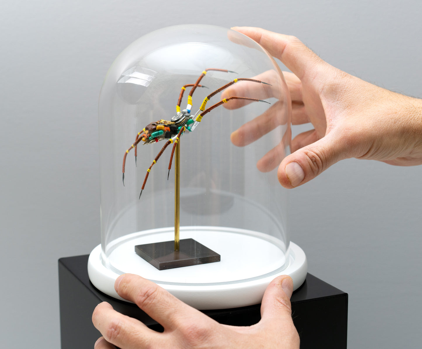 Citrus Megarachne, 2025