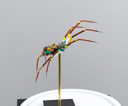 Citrus Megarachne, 2025