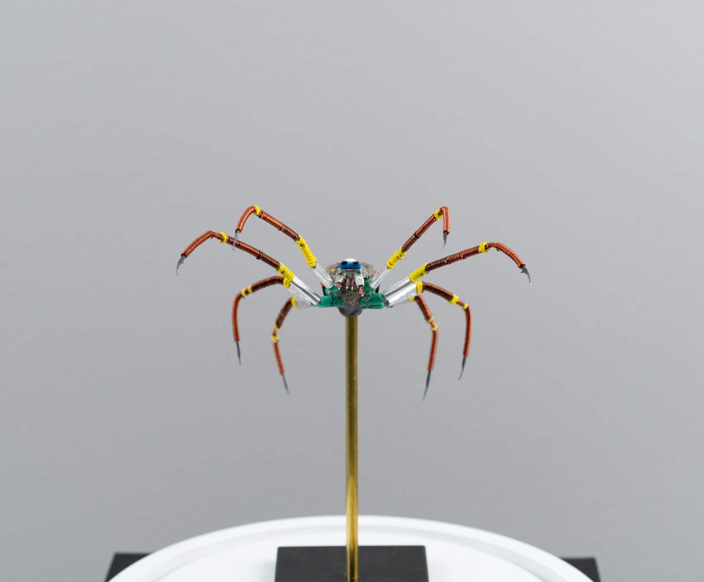 Citrus Megarachne, 2025