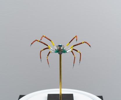 Citrus Megarachne, 2025