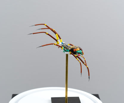 Citrus Megarachne, 2025