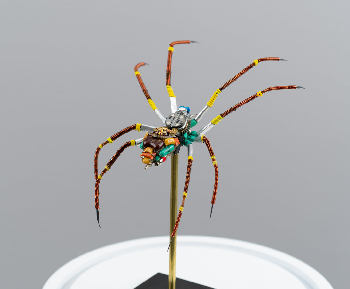 Citrus Megarachne, 2025