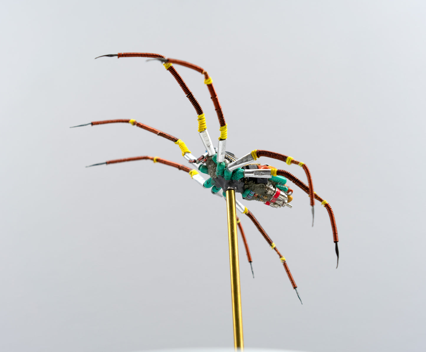 Citrus Megarachne, 2025