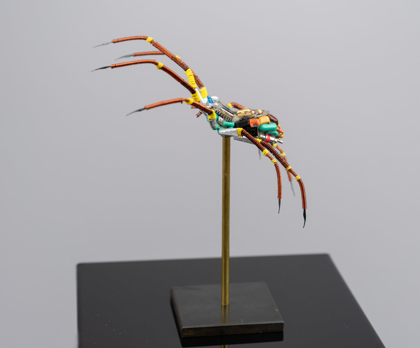 Citrus Megarachne, 2025