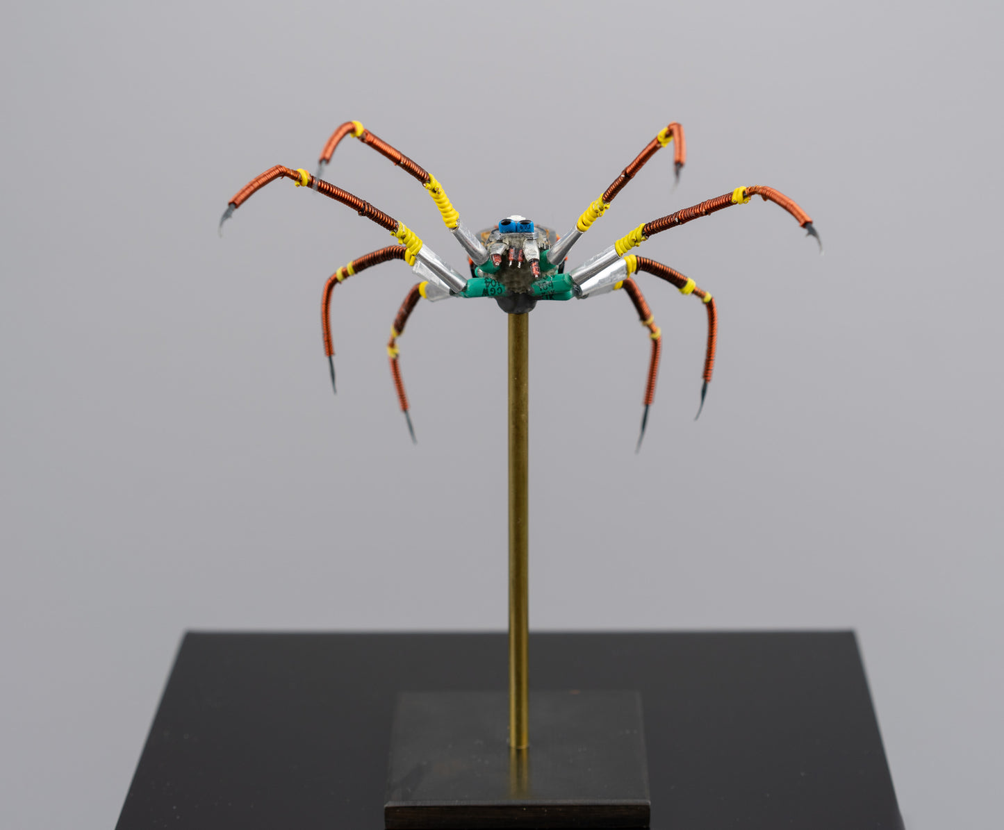 Citrus Megarachne, 2025