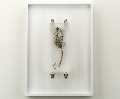 Emerald Crown Seahorse, 2023