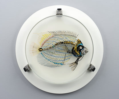 Electrostatic Emperor Angelfish, 2026