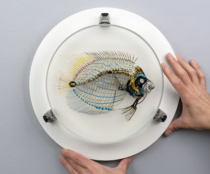 Electrostatic Emperor Angelfish, 2026