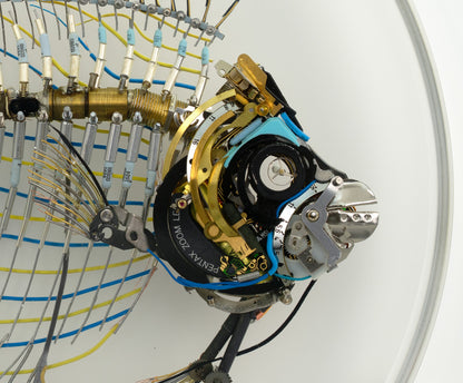 Electrostatic Emperor Angelfish, 2026