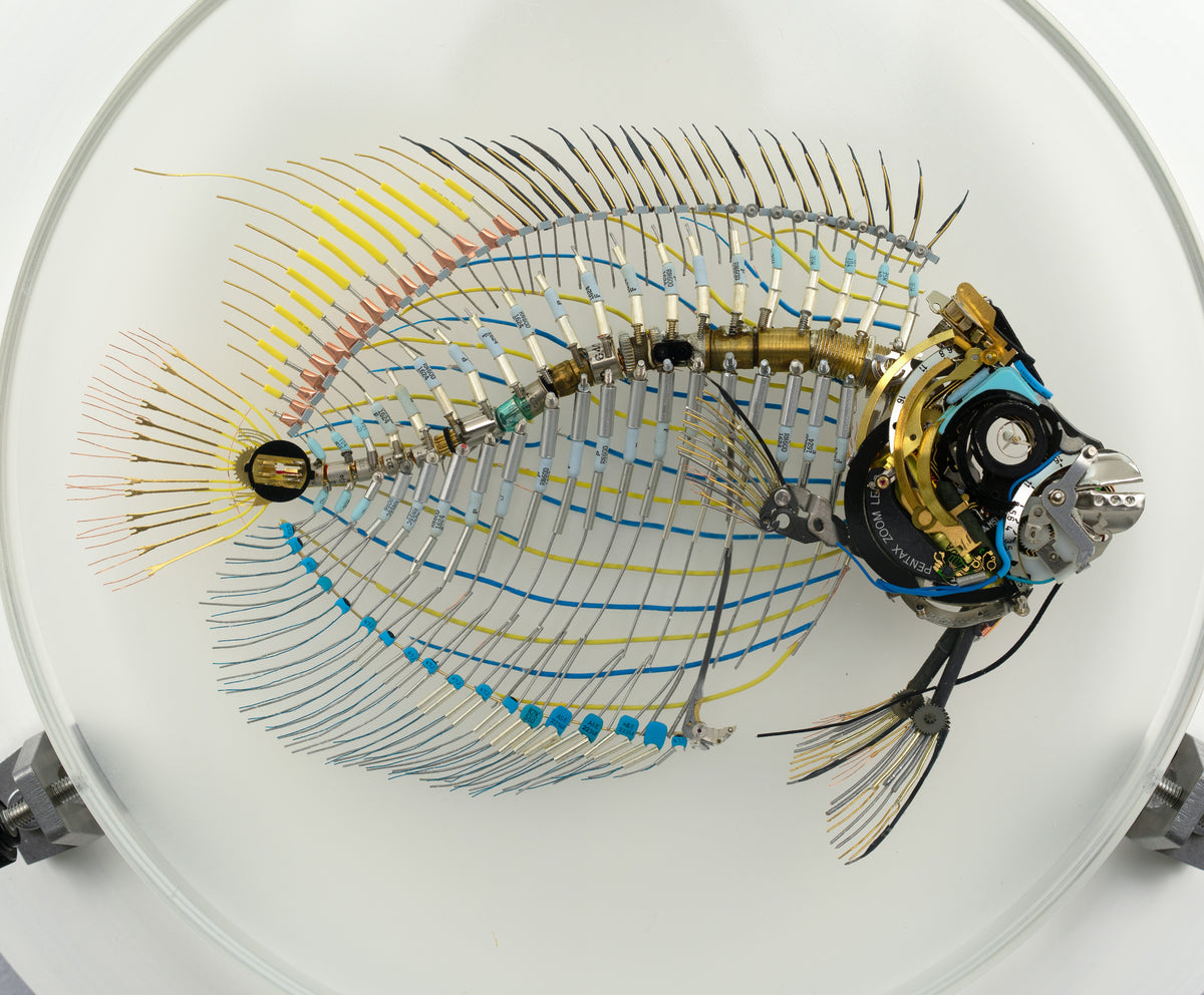 Electrostatic Emperor Angelfish, 2026
