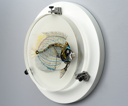 Electrostatic Emperor Angelfish, 2026