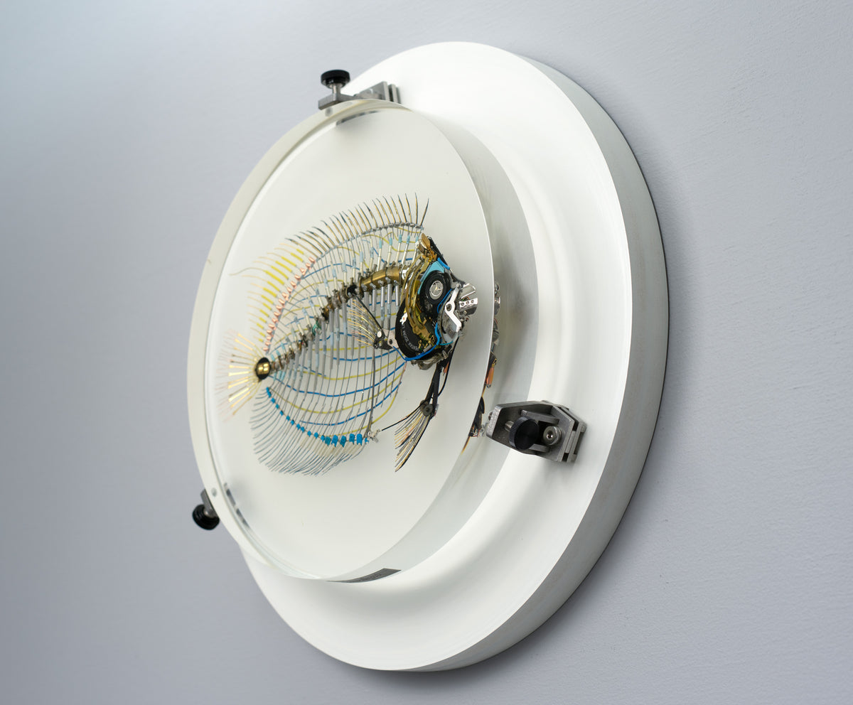 Electrostatic Emperor Angelfish, 2026