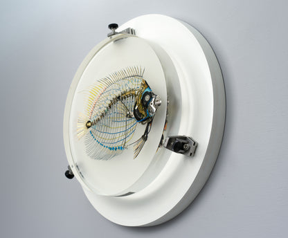 Electrostatic Emperor Angelfish, 2026