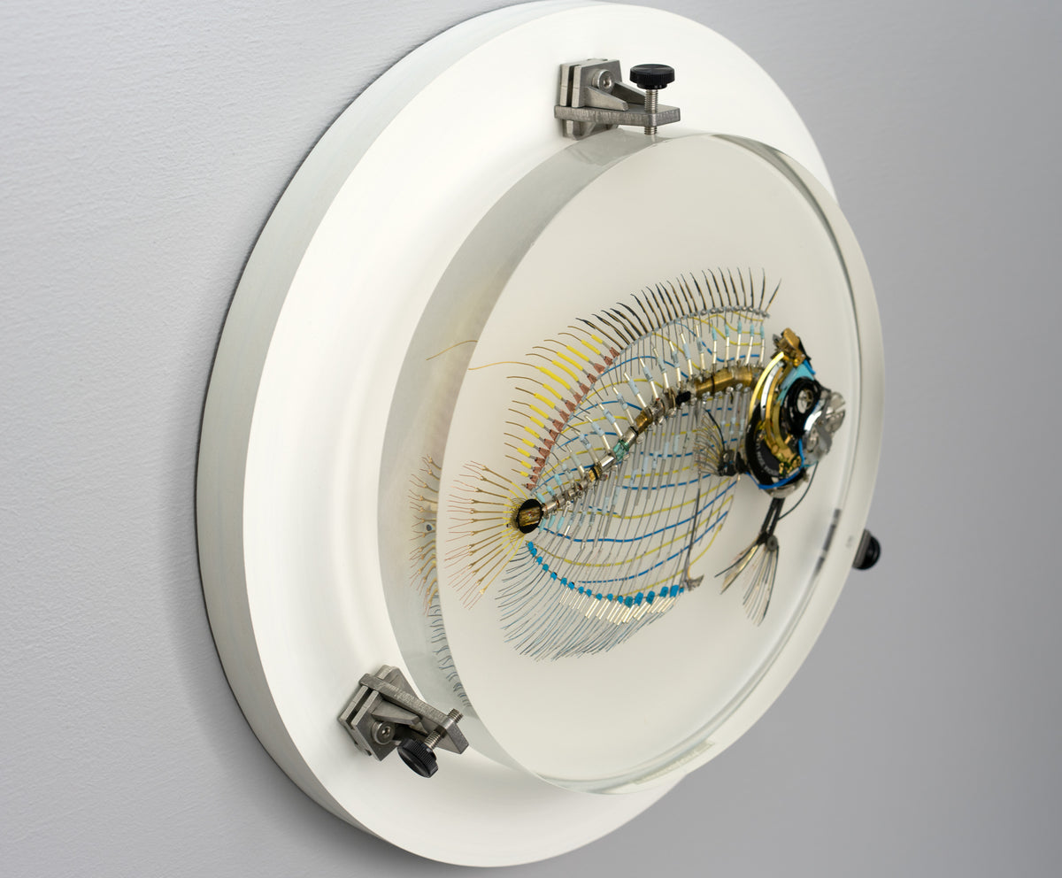 Electrostatic Emperor Angelfish, 2026