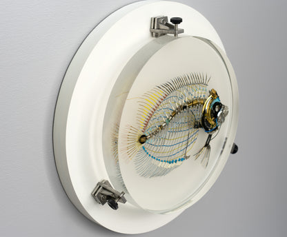 Electrostatic Emperor Angelfish, 2026