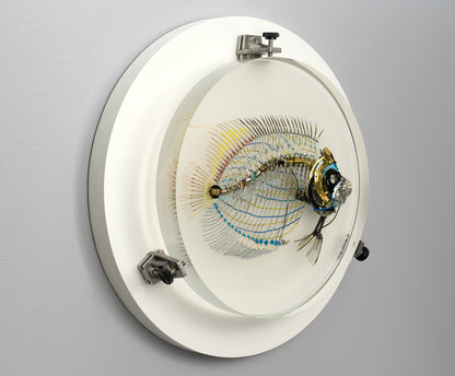 Electrostatic Emperor Angelfish, 2026