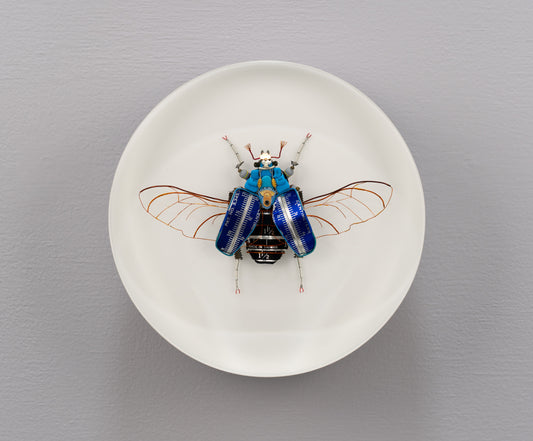 Graduated Flower Beetle, 2025