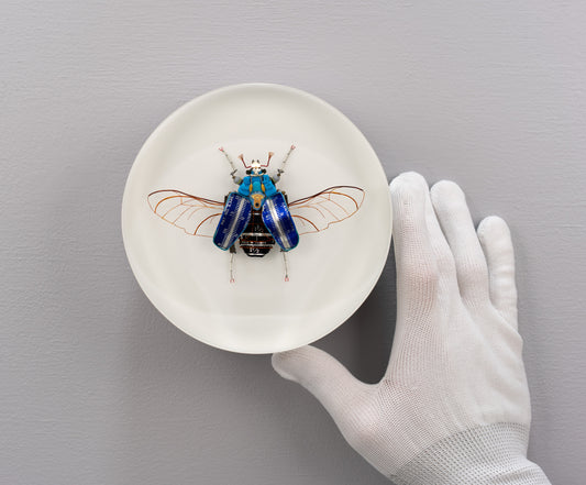 Graduated Flower Beetle, 2025