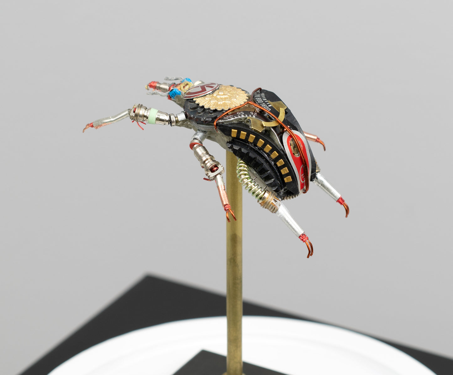 Rosette Flower Beetle, 2025
