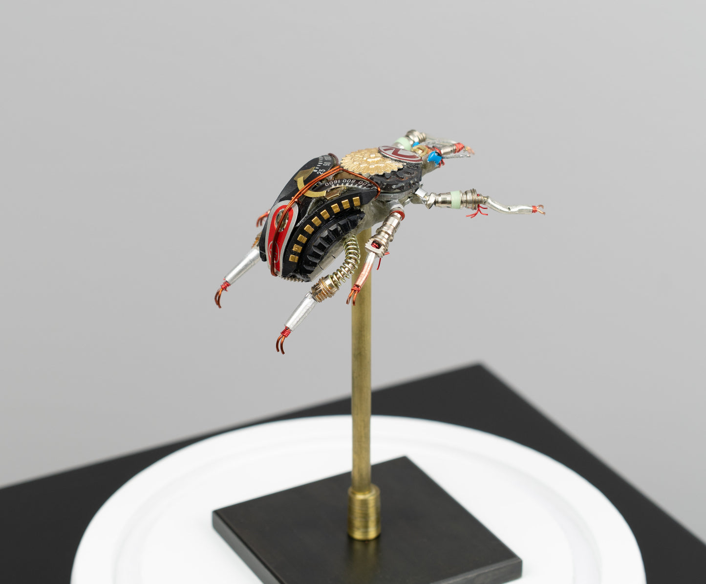 Rosette Flower Beetle, 2025