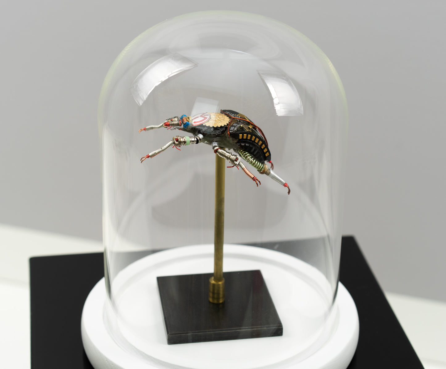 Rosette Flower Beetle, 2025