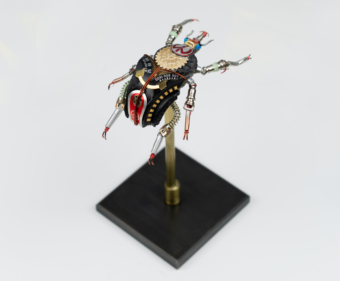 Rosette Flower Beetle, 2025