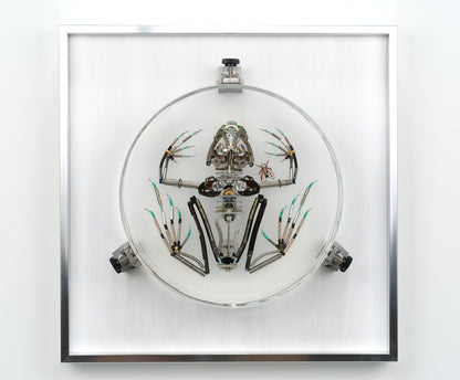 Mainspring Frog, 2023