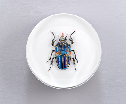 Giant Flower Beetle, 2024