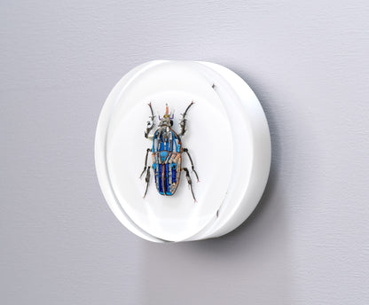 Giant Flower Beetle, 2024