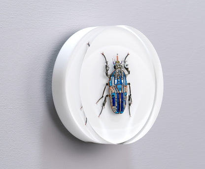 Giant Flower Beetle, 2024