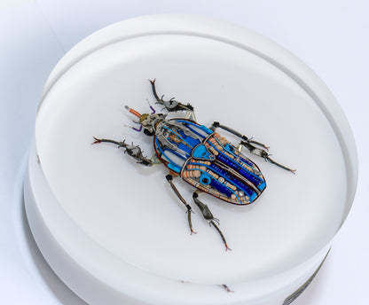 Giant Flower Beetle, 2024