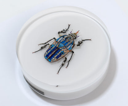 Giant Flower Beetle, 2024