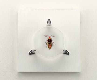 Giant Click Beetle, 2023