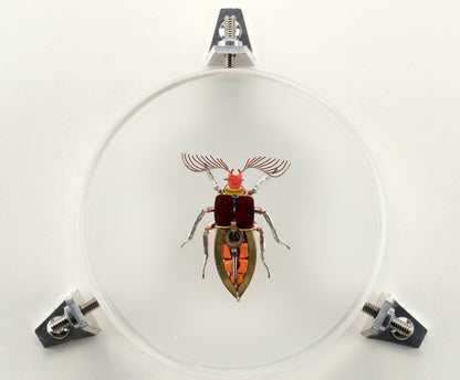 Giant Click Beetle, 2023