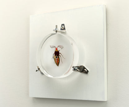 Giant Click Beetle, 2023