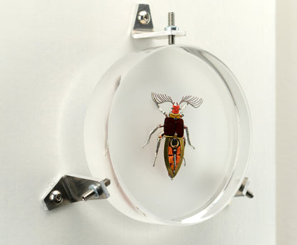 Giant Click Beetle, 2023