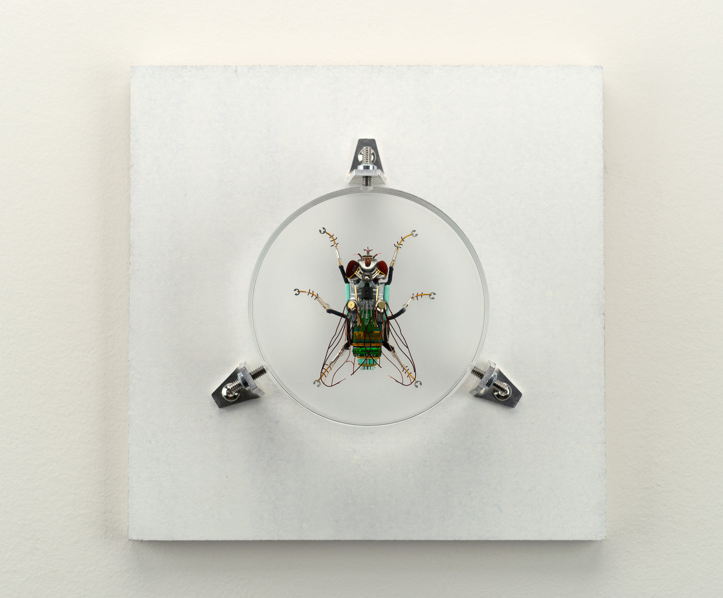 Green Cap Fly, 2023