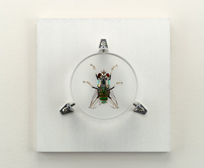 Green Cap Fly, 2023