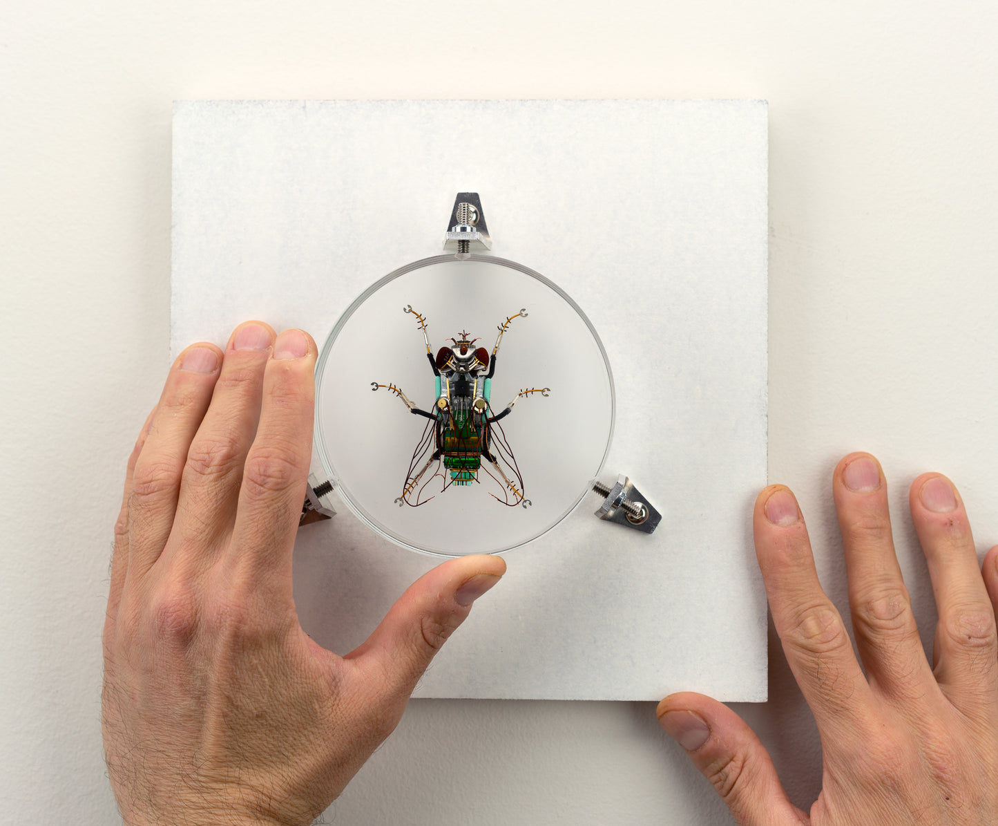 Green Cap Fly, 2023